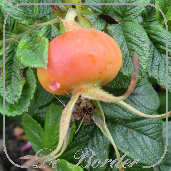 Rosa 'Hansa' (rugosa)