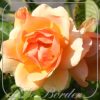 Rosa 'Hansestad Rostock'