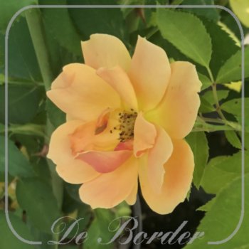 rosa-happy-dance-260 Rosa 'Happy Dance'