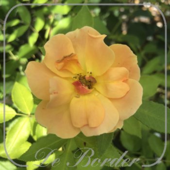 rosa-happy-dance-262 Rosa 'Happy Dance'