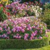 Rosa 'Harlow Carr'