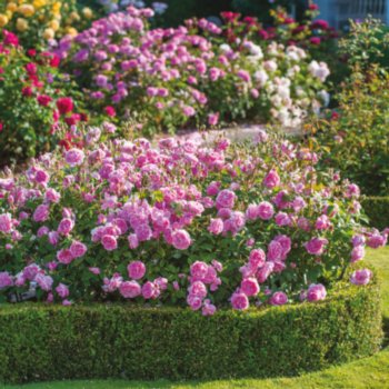 Rosa 'Harlow Carr'