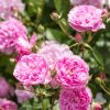 Rosa 'Harlow Carr'