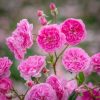 Rosa 'Harlow Carr'