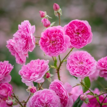 Rosa 'Harlow Carr'