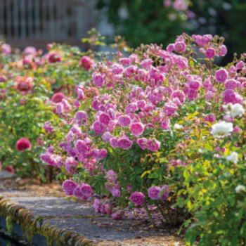 Rosa 'Harlow Carr'