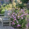 Rosa 'Harlow Carr'
