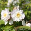 Rosa 'Hedi Grimm'