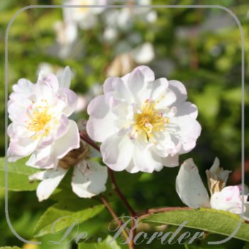 rosa-hedi-grimm-710 Rosa 'Hedi Grimm'