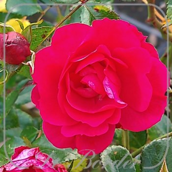 Rosa 'Heidefeuer'