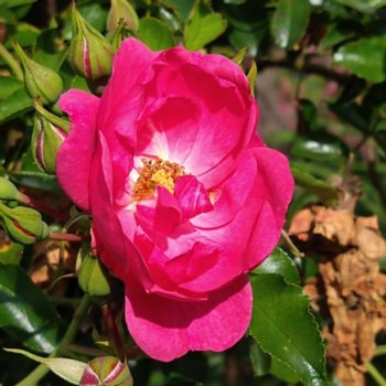 rosa-heidetraum-plus-841 Rosa 'Heidetraum Plus'