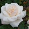 Rosa 'Helga'