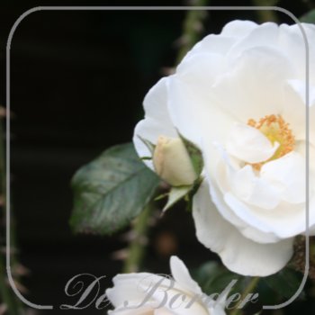 Rosa 'Hella'