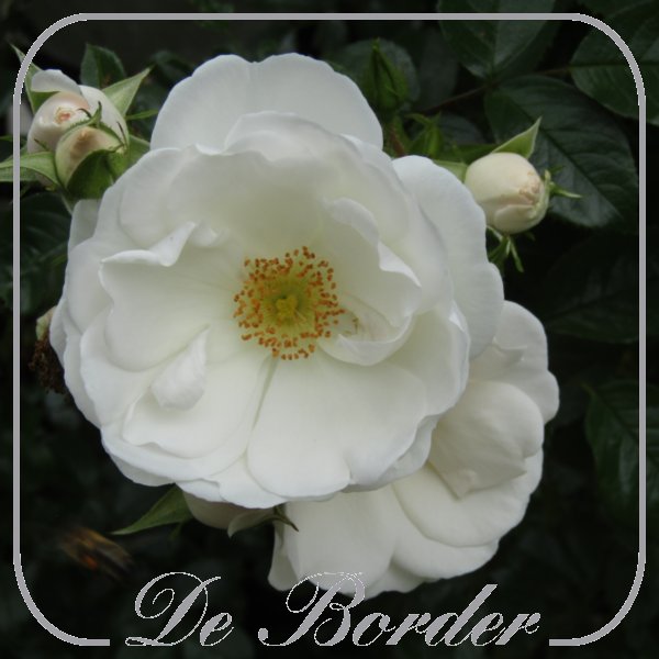 rosa-hella-635 Rosa 'Hella'