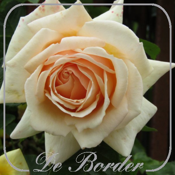 Rosa 'Hyteach'