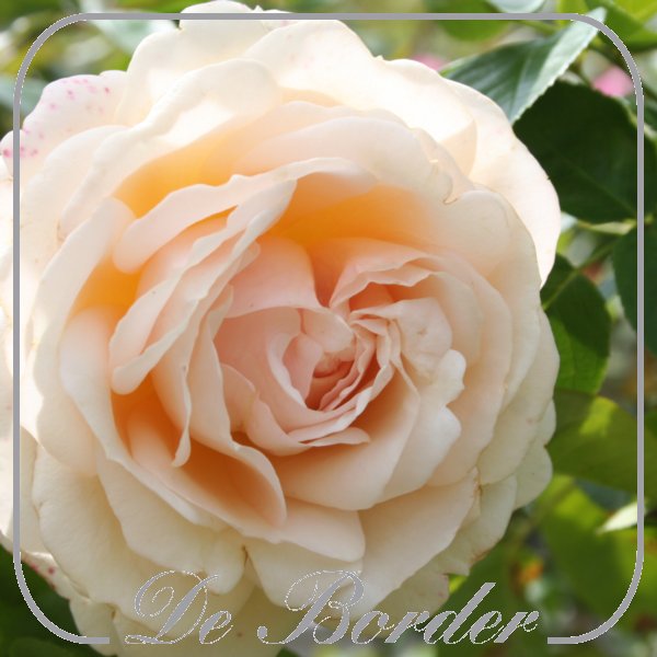 rosa-hyteach-765 Rosa 'Hyteach'