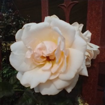 Rosa 'Hyteach'