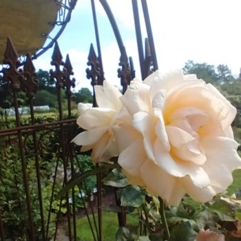 Rosa 'Hyteach'