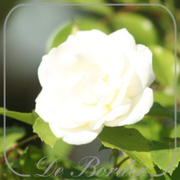 Rosa 'Iceberg' --
