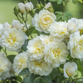 Rosa 'Imogen'