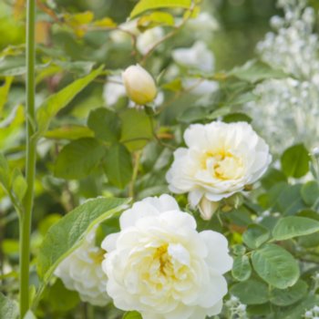 Rosa 'Imogen'
