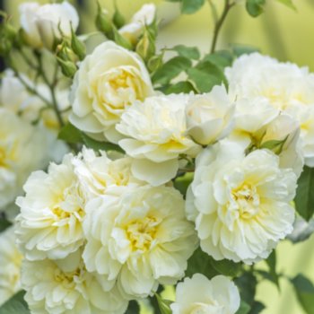Rosa 'Imogen'