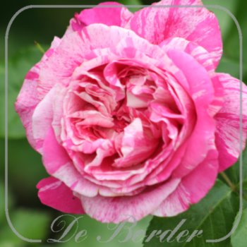rosa-ines-sastre-513.jpg Rosa 'Ines Sastre' --