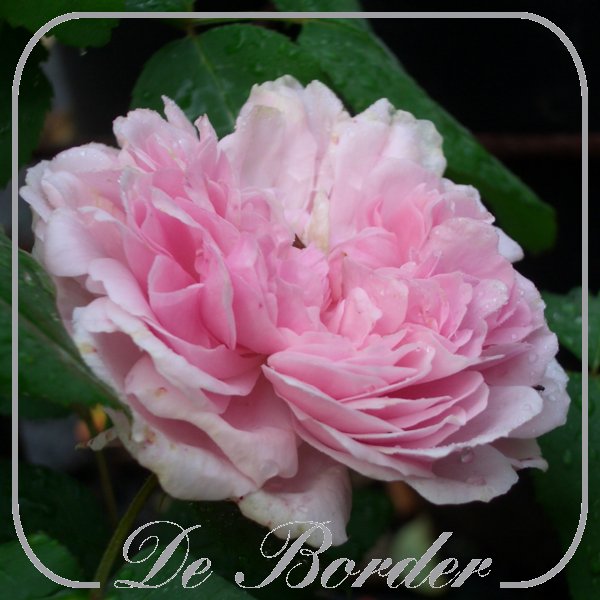 Rosa 'Jacques Cartier'