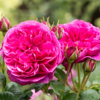 Rosa 'James L. Austin'