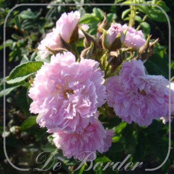 Rosa 'Jean de Bruges '