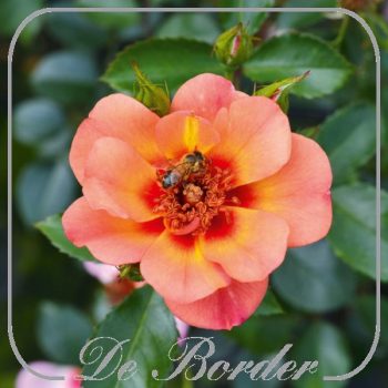 rosa-jojo-peach-071 Rosa 'Jojo Peach'