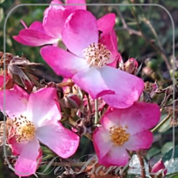 Rosa 'Juanita'