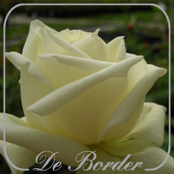Rosa 'Silver Anniversary' --