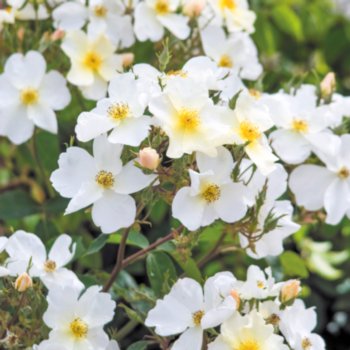 Rosa 'Kew Gardens'