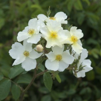 Rosa 'Kew Gardens'