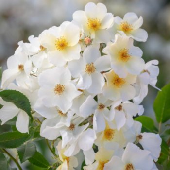 Rosa 'Kew Gardens'