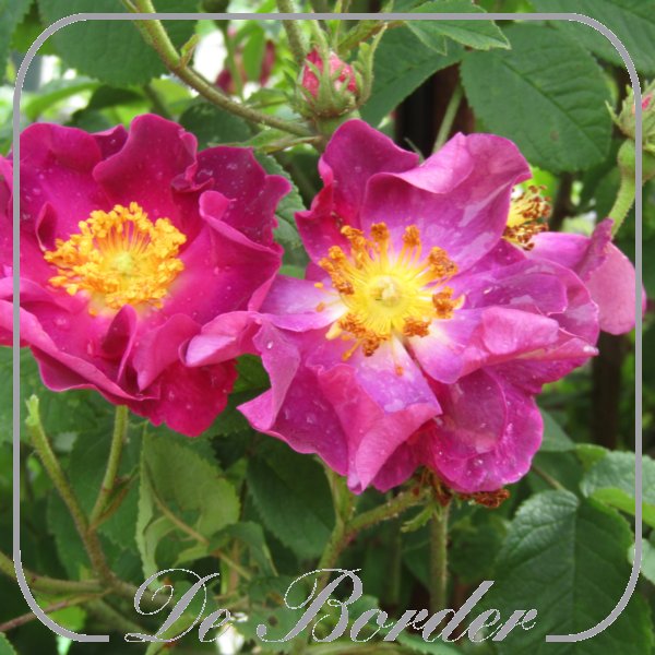 Rosa 'La Belle Sultane'