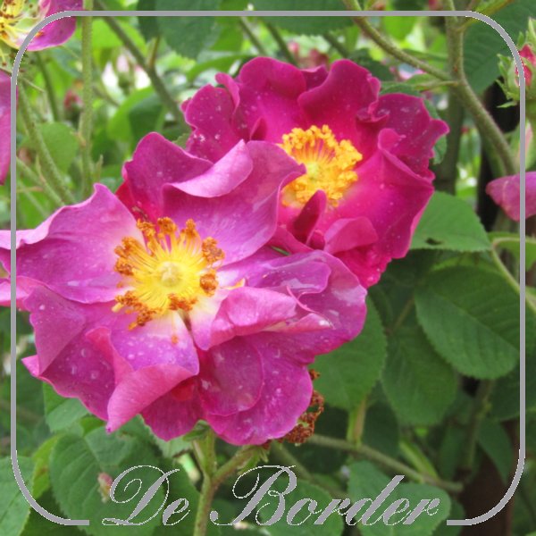 Rosa 'La Belle Sultane'