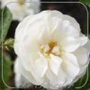 Rosa 'La Feuillerie'