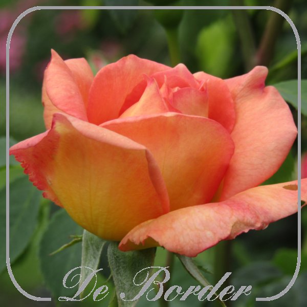 Stamroos 'Lady of Shalott'