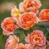Rosa 'Lady of Shalott'
