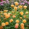 Rosa 'Lady of Shalott'