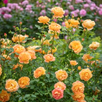 Rosa 'Lady of Shalott'