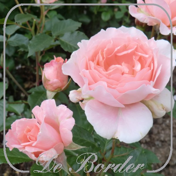 Rosa 'L'Aimant'