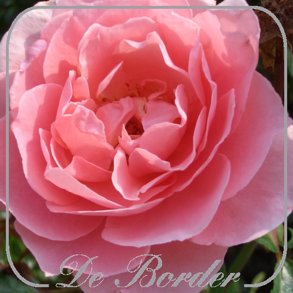 Rosa 'L'Aimant'