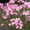 Rosa 'Lavender Dream'