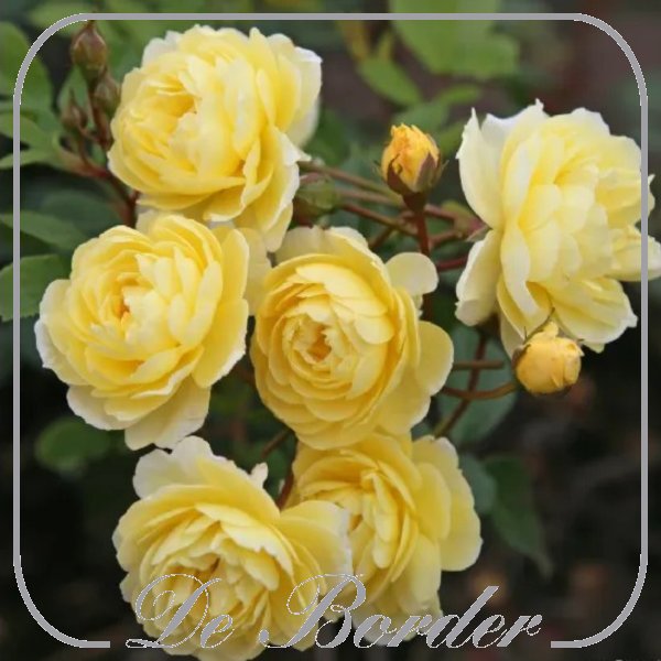 Rosa 'Lemon Siluetta'