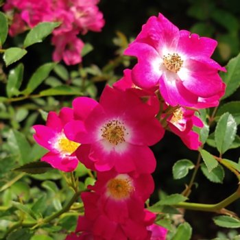 Rosa 'Libertas'