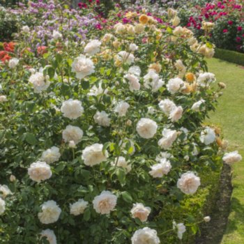Rosa 'Lichfield Angel'