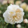 Rosa 'Lichfield Angel'